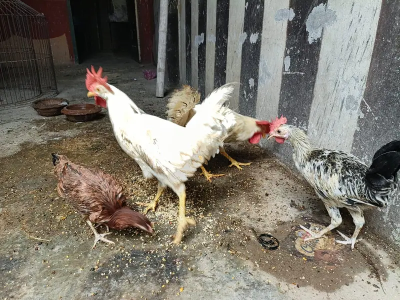 desi or farmi murga murgi for sale — photo 5