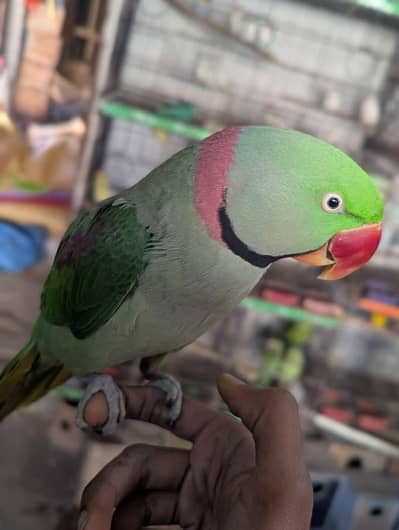 raw parrot jumbo size