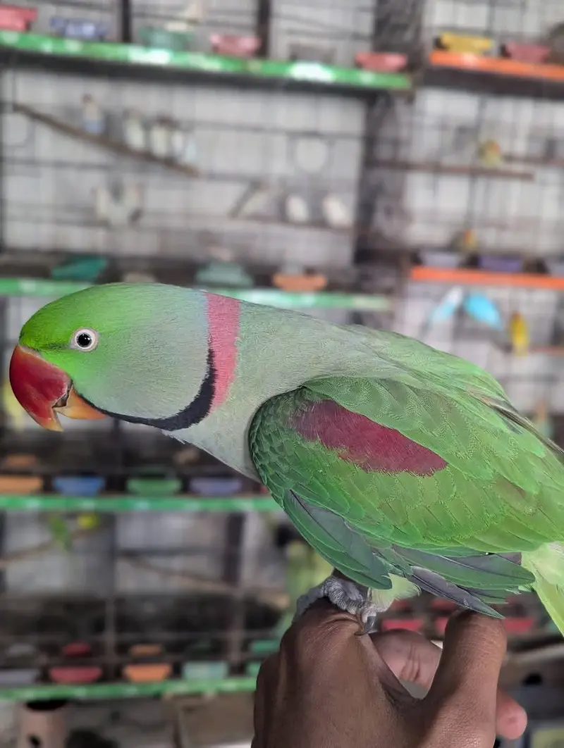 raw parrot jumbo size — photo 2