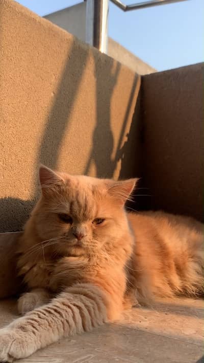 Persian  male very active and healthy
