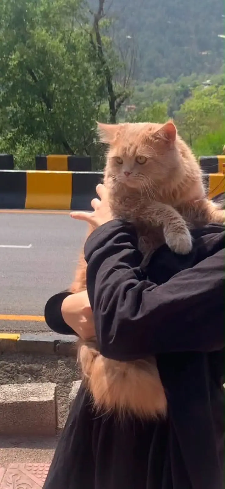 Persian  male very active and healthy — photo 2