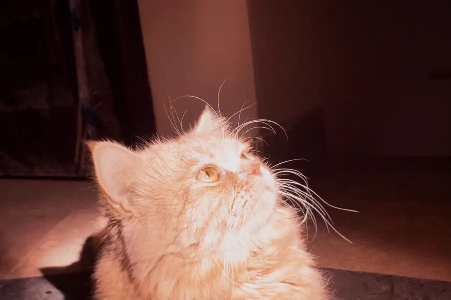 Persian  male very active and healthy — photo 3