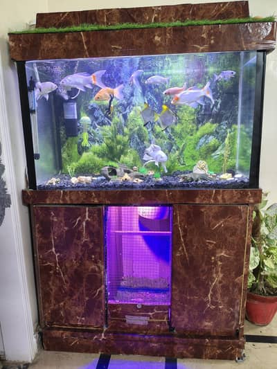 Complete Aquarium Fishes Tank