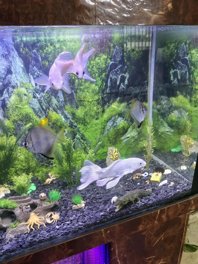 Complete Aquarium Fishes Tank — photo 2