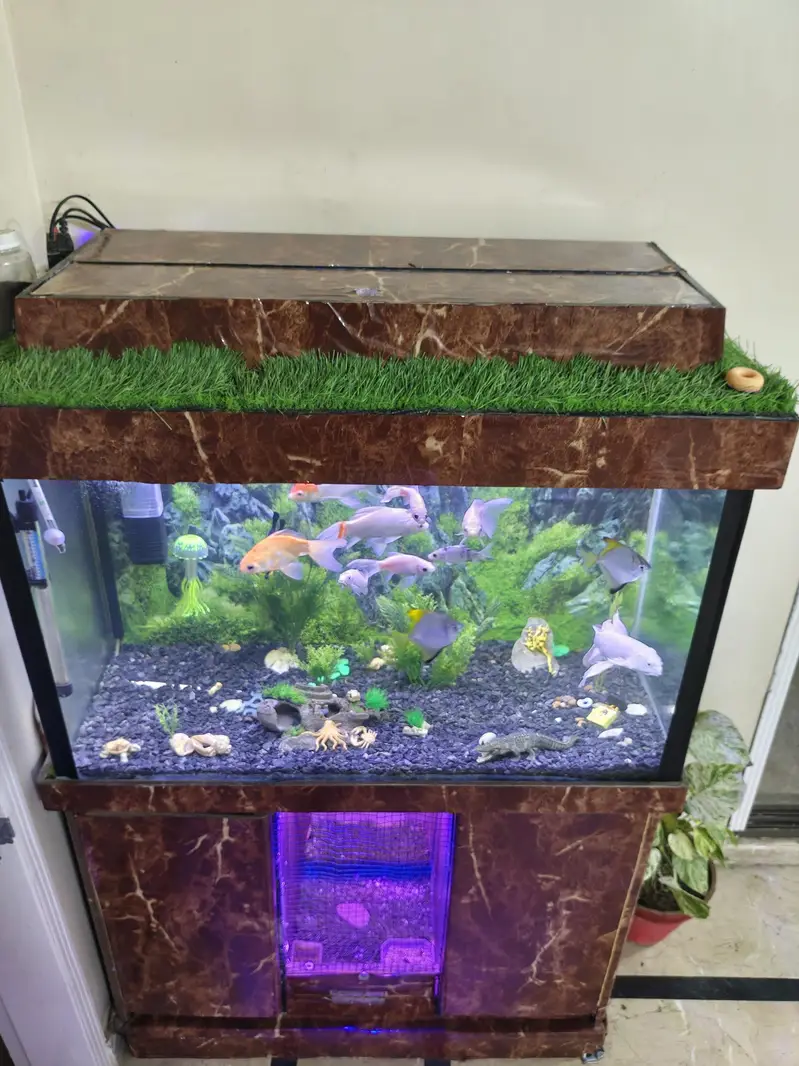Complete Aquarium Fishes Tank — photo 3
