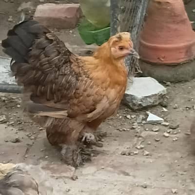 bantam splash and white golden Uniqe breed crown head Bodi