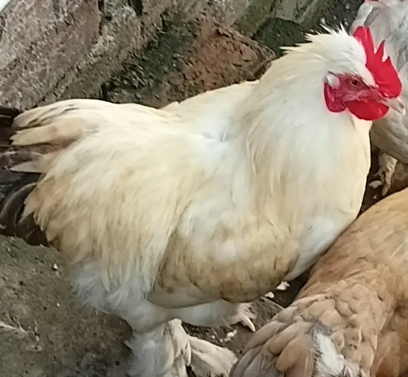 bantam splash and white golden Uniqe breed crown head Bodi — photo 2