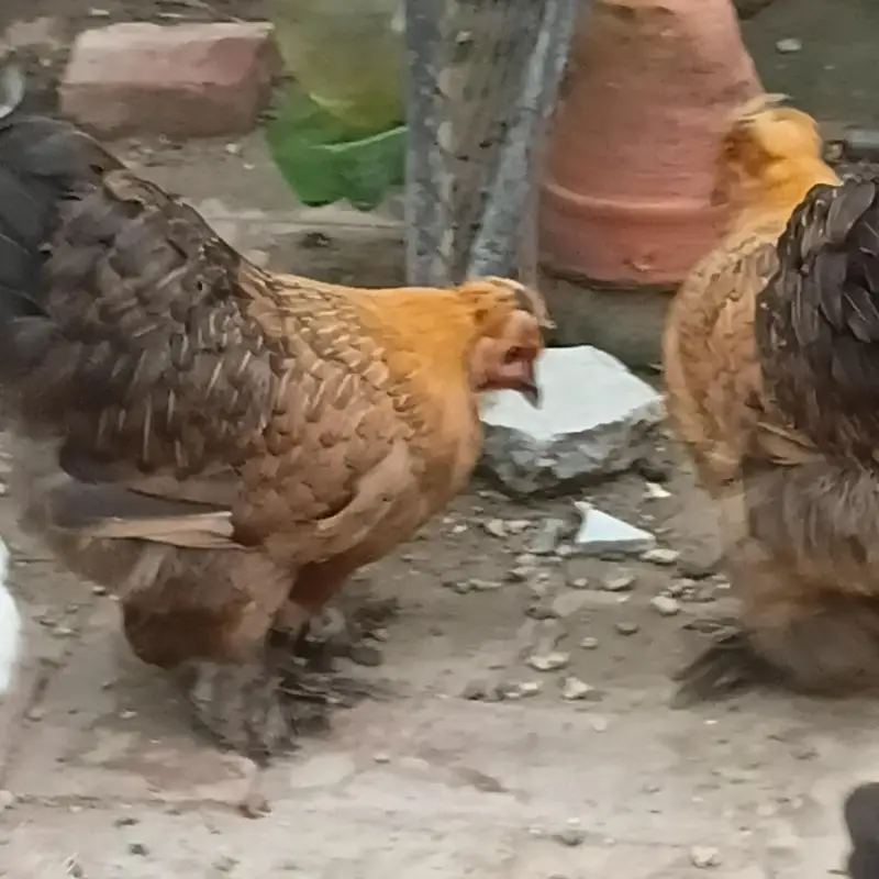 bantam splash and white golden Uniqe breed crown head Bodi — photo 3