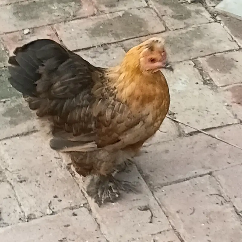 bantam splash and white golden Uniqe breed crown head Bodi — photo 4