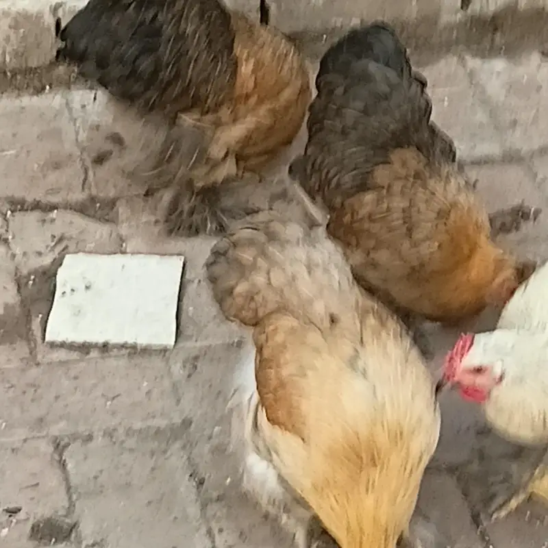 bantam splash and white golden Uniqe breed crown head Bodi — photo 5