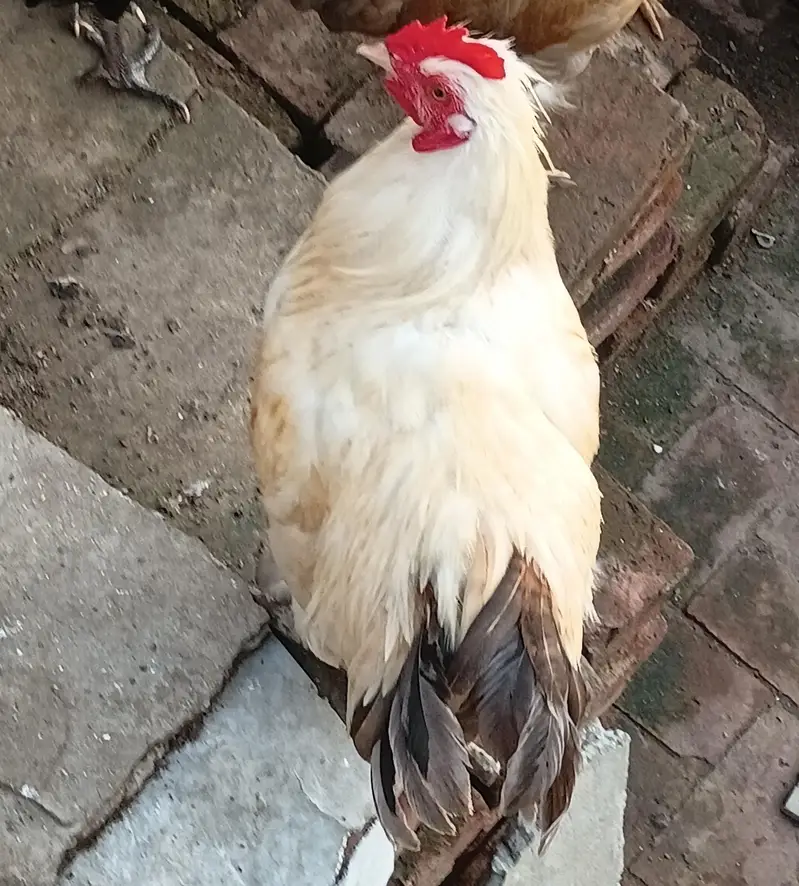bantam splash and white golden Uniqe breed crown head Bodi — photo 6