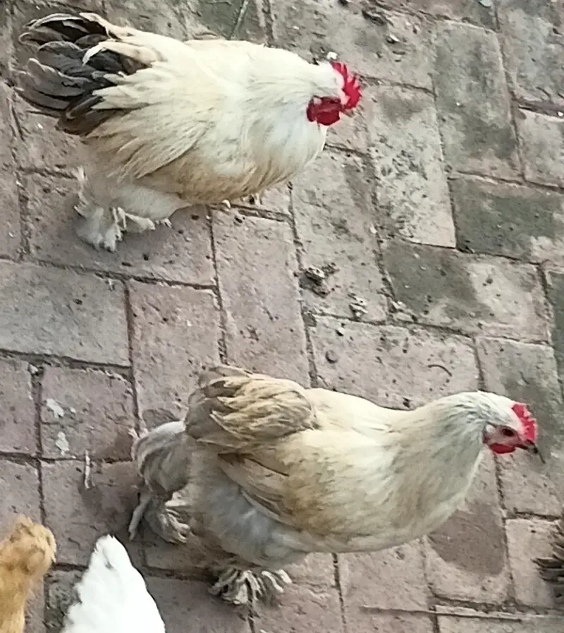 bantam splash and white golden Uniqe breed crown head Bodi — photo 7