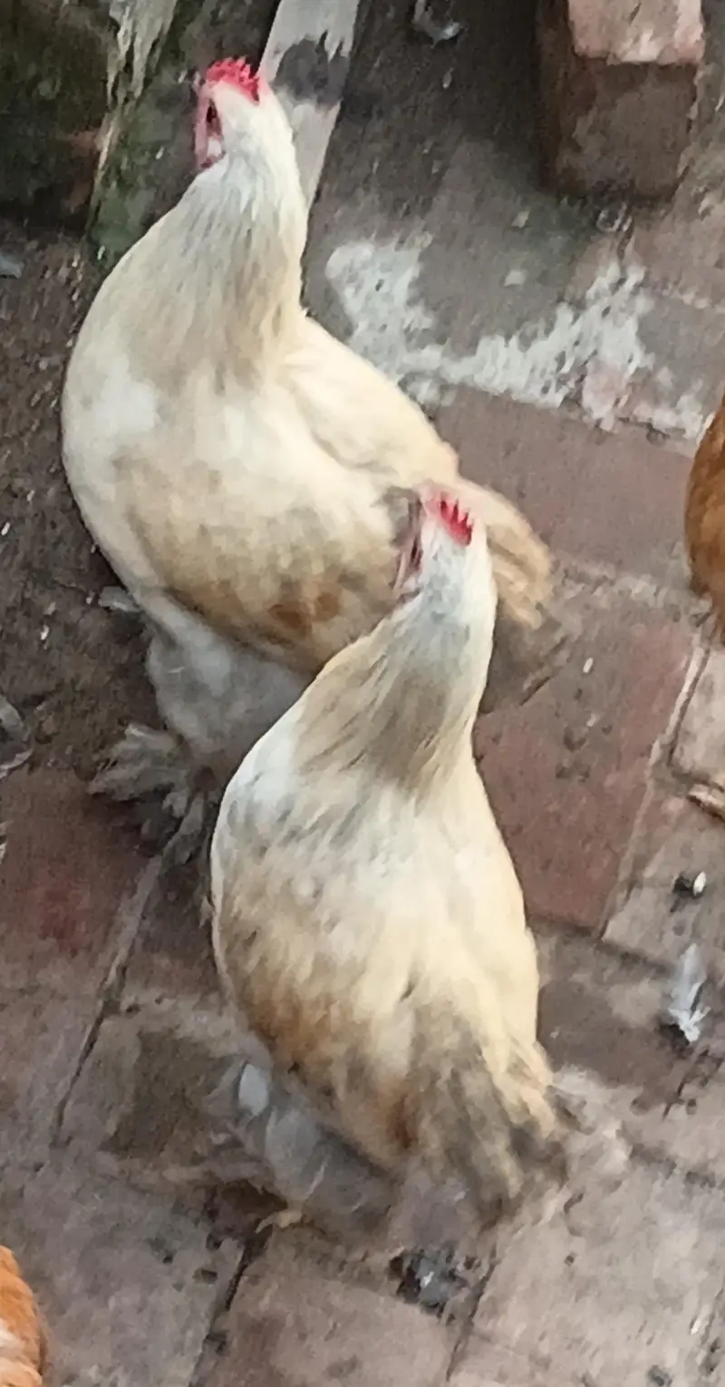 bantam splash and white golden Uniqe breed crown head Bodi — photo 8