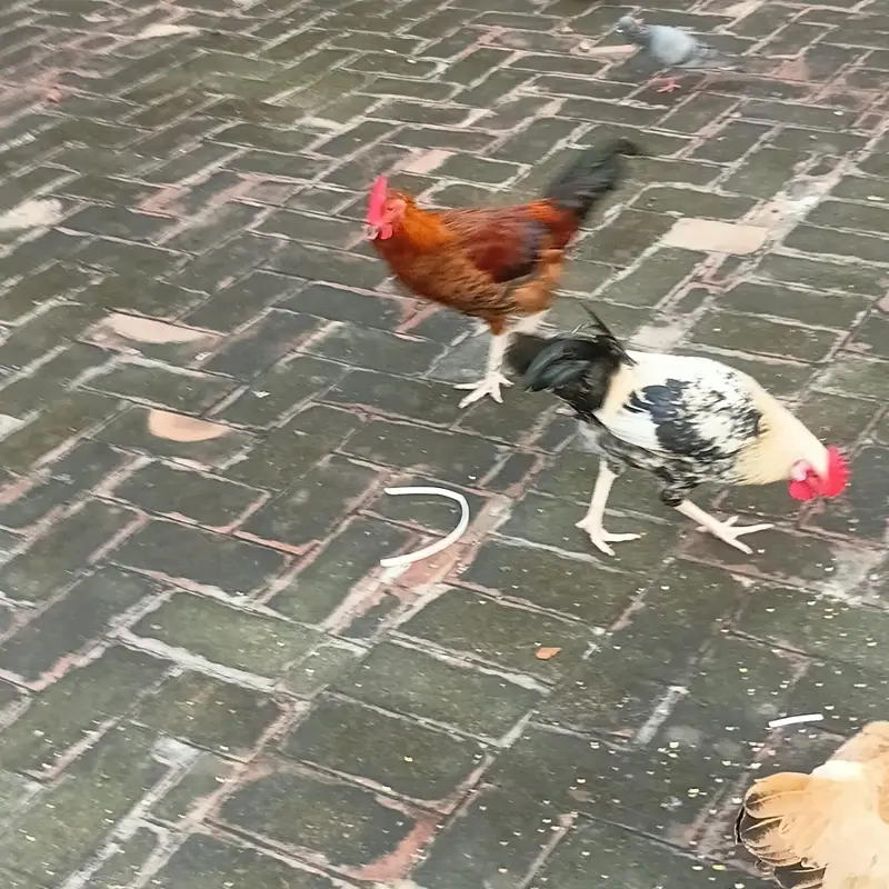 bantam splash and white golden Uniqe breed crown head Bodi — photo 9