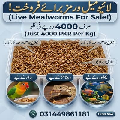 Live mealworms