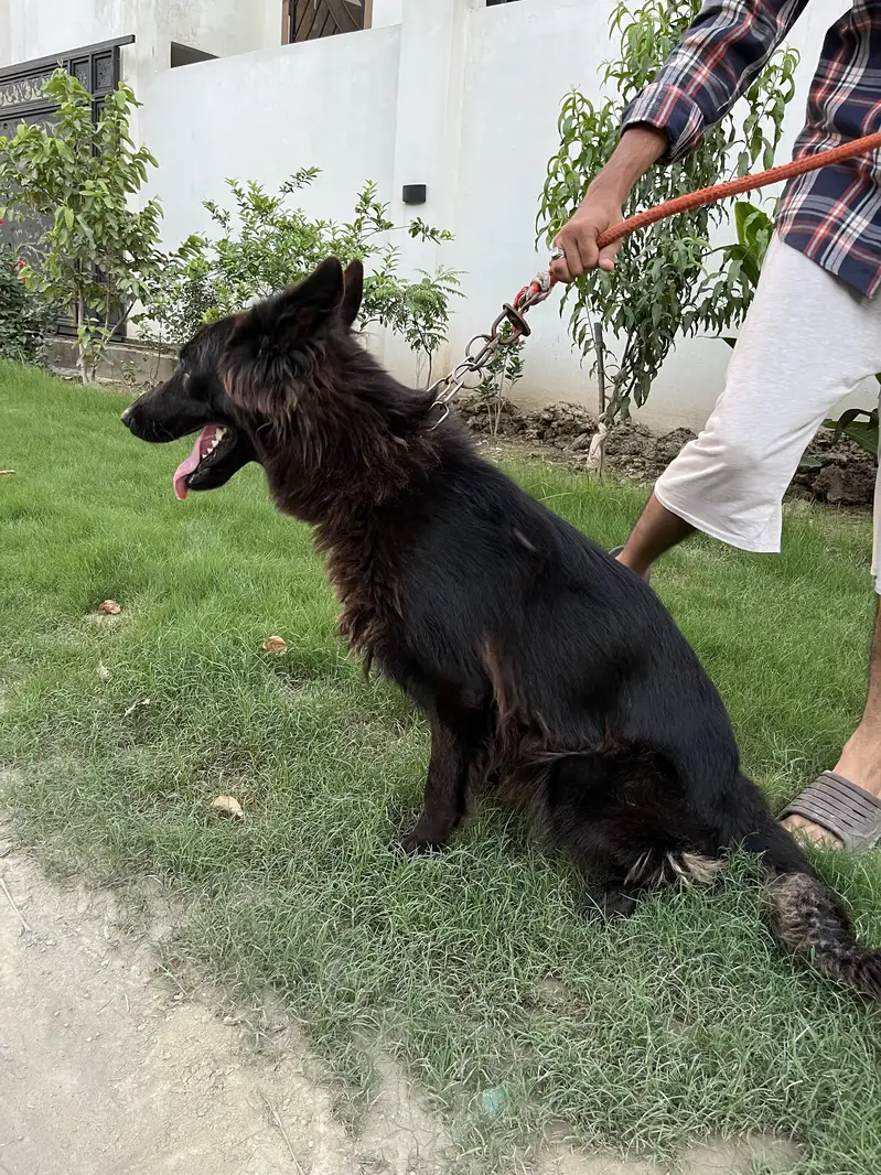 Black German Female — photo 4