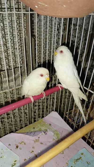 Australian Parrott budgies for sale (Eed eyes)