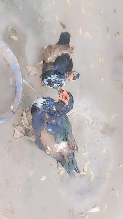 مگھ نر اور مادہ
