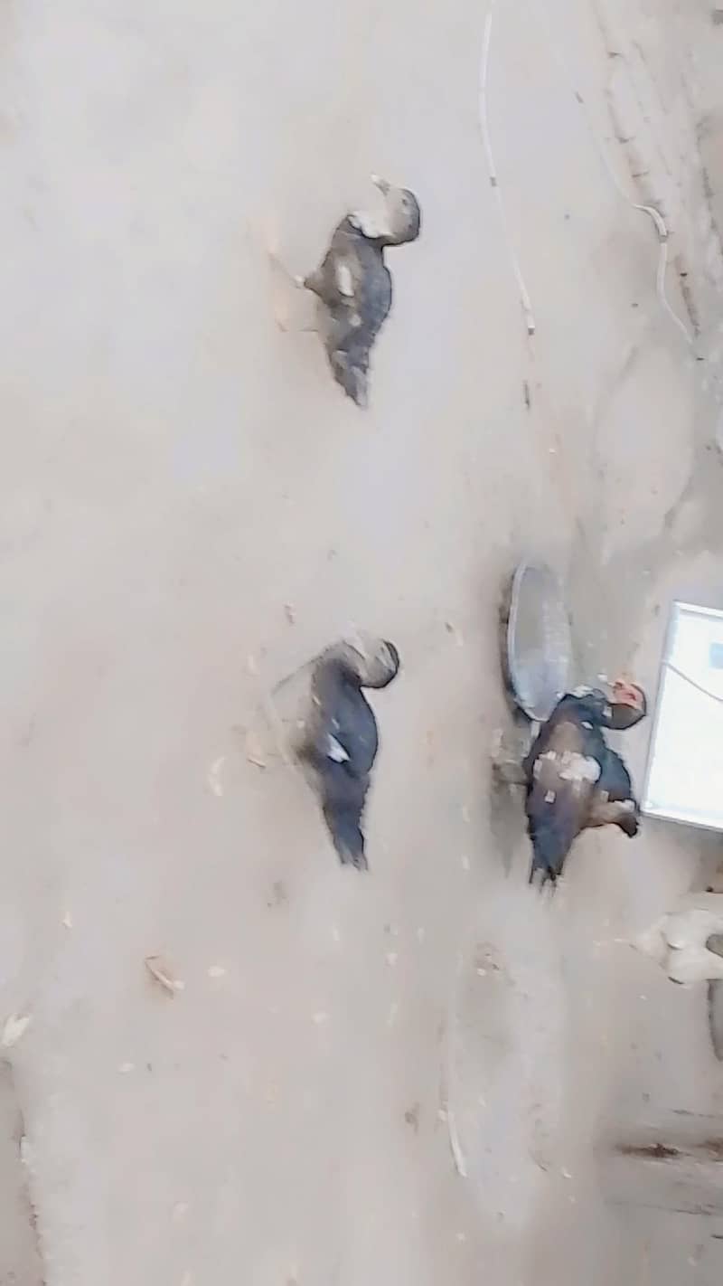 مگھ نر اور مادہ 1