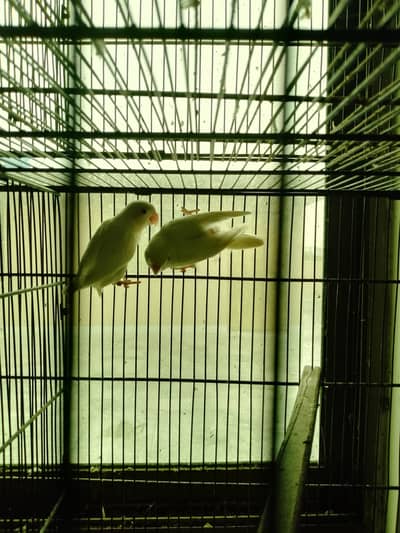 cocktail pair