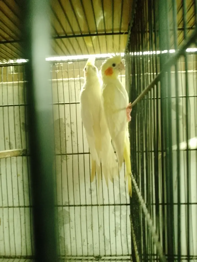 cocktail pair — photo 4