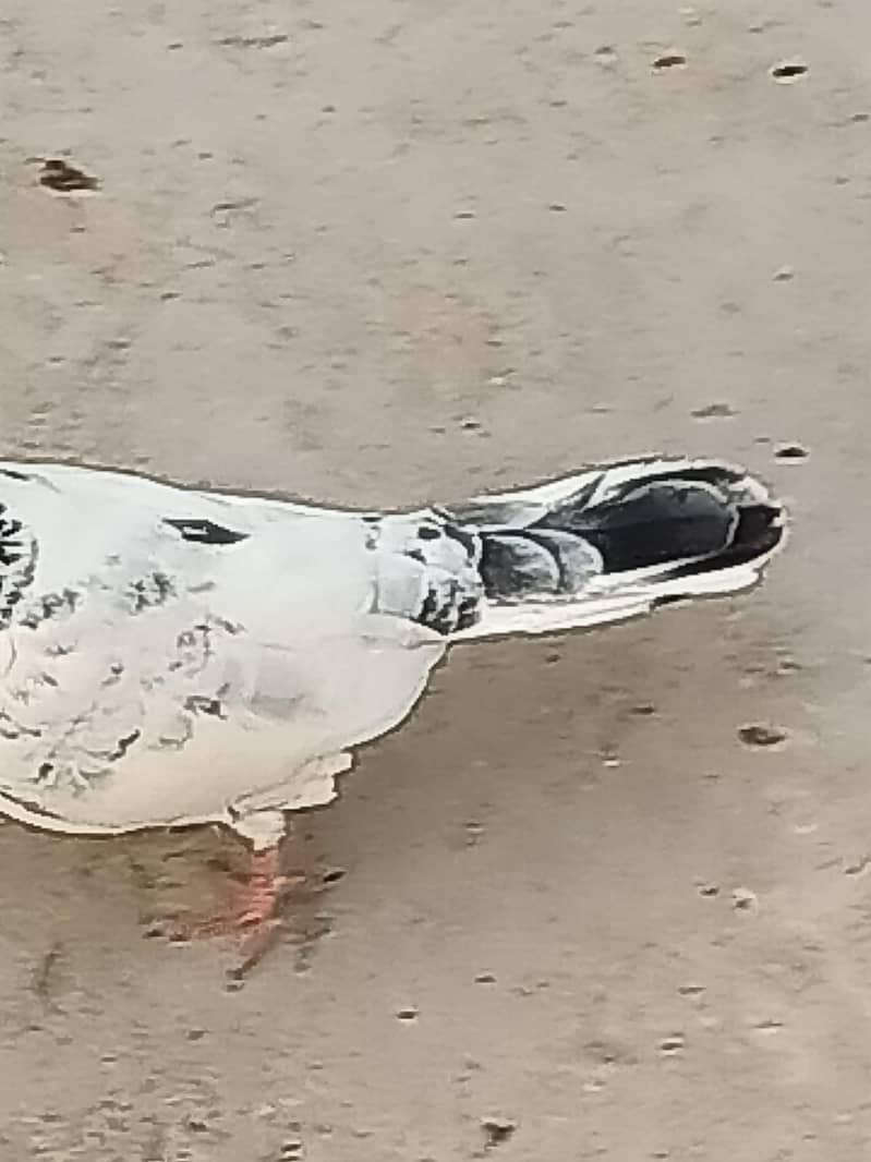 Normal Peigon pair 2