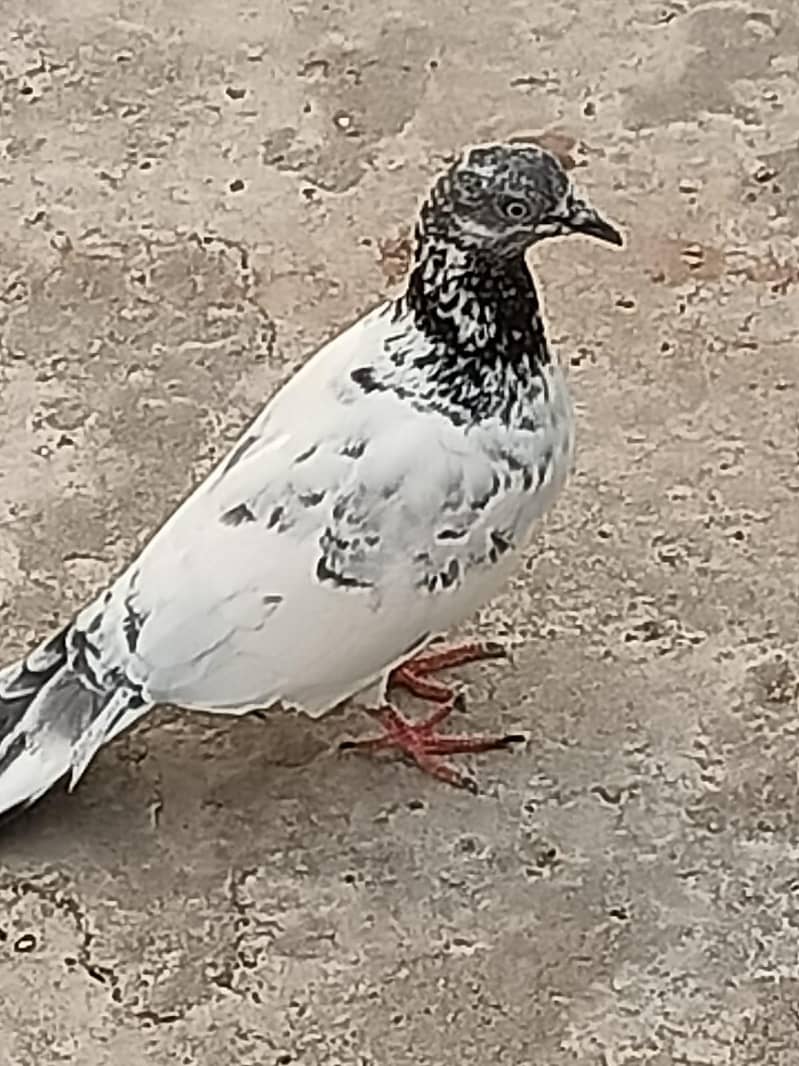 Normal Peigon pair 4