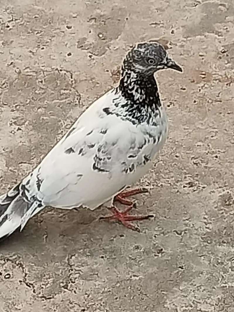 Normal Peigon pair — photo 5