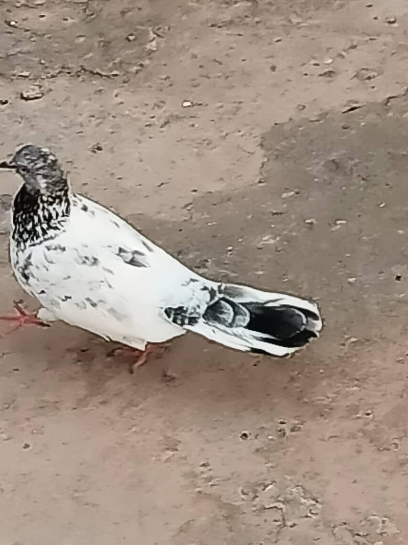 Normal Peigon pair 5
