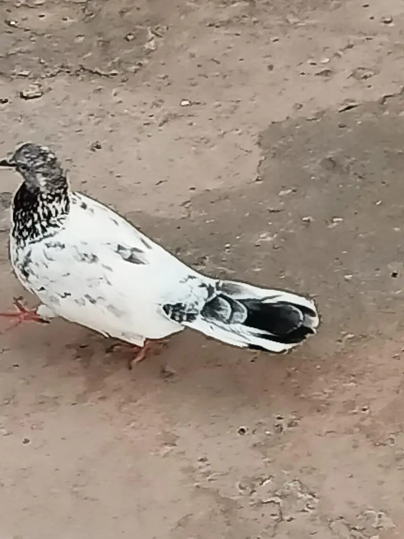 Normal Peigon pair — photo 6