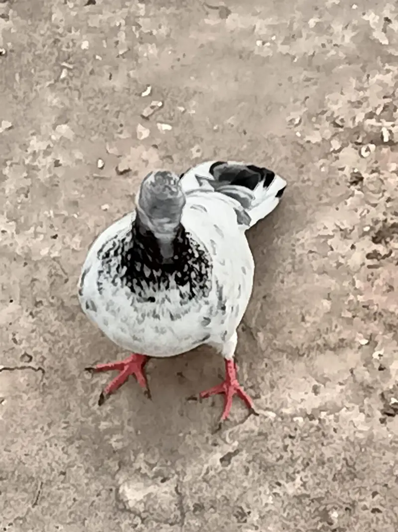 Normal Peigon pair — photo 7