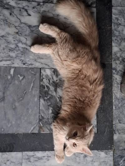 cats pair