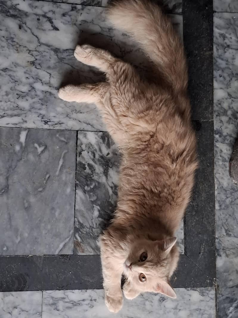 cats pair 0