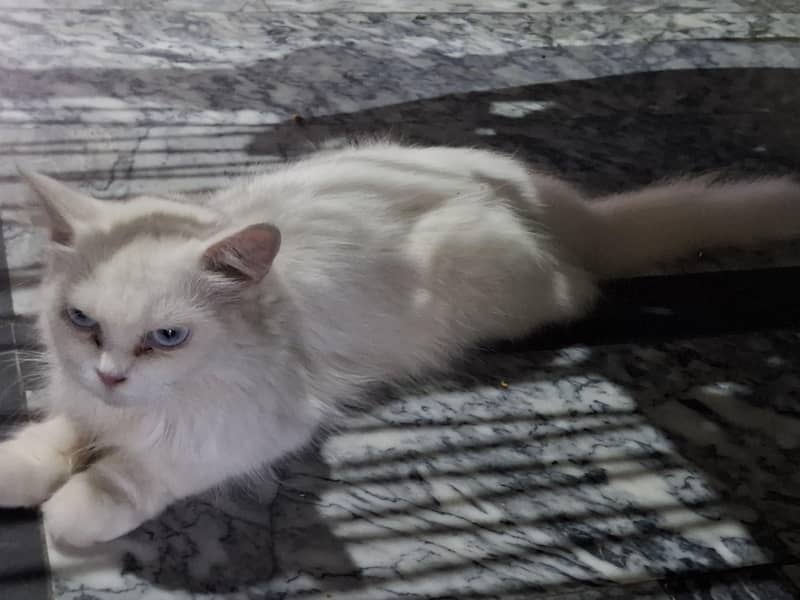 cats pair 1