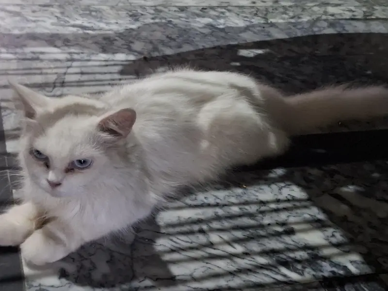 cats pair — photo 2