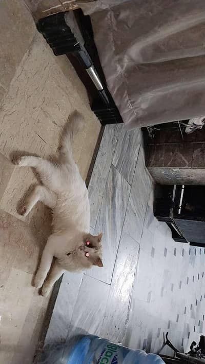 OSCAR