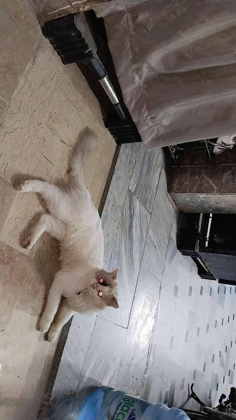 OSCAR, a male adult cat. 0
