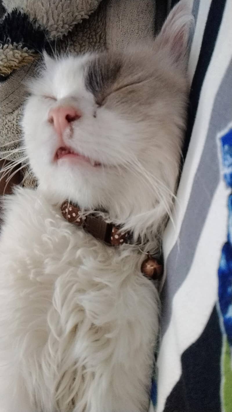 OSCAR, a male adult cat. 1