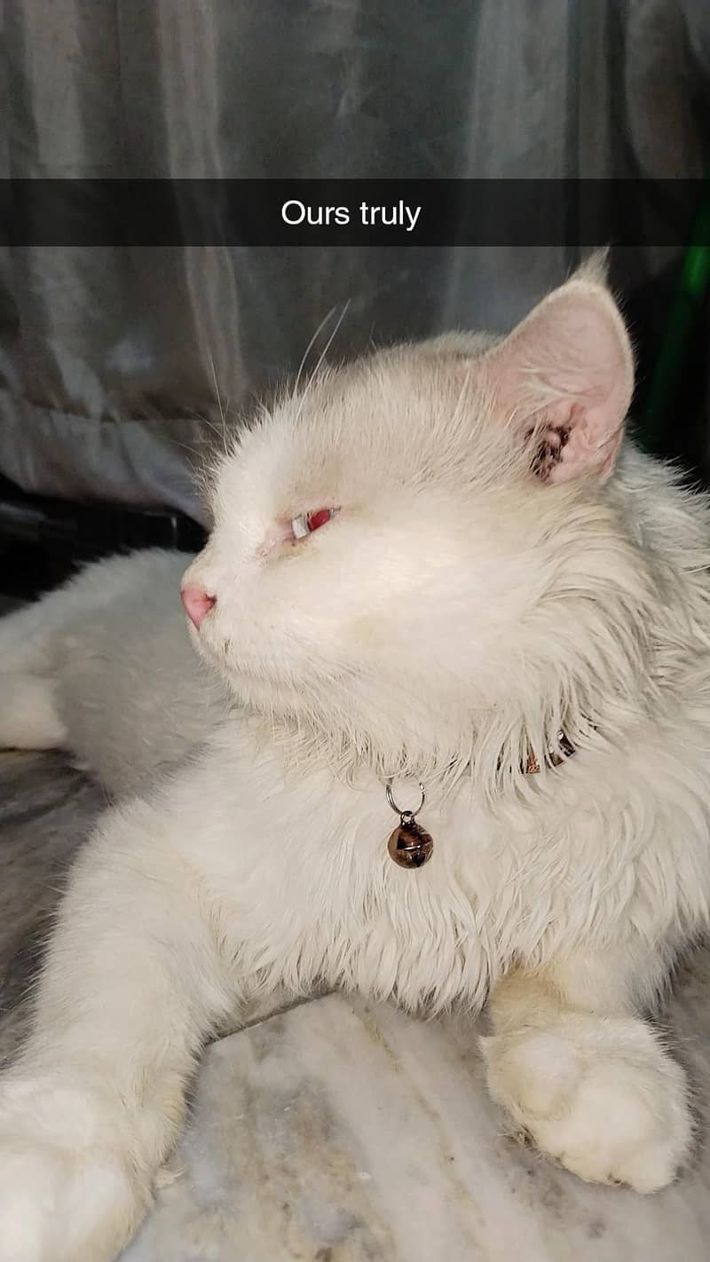 OSCAR, a male adult cat. 2