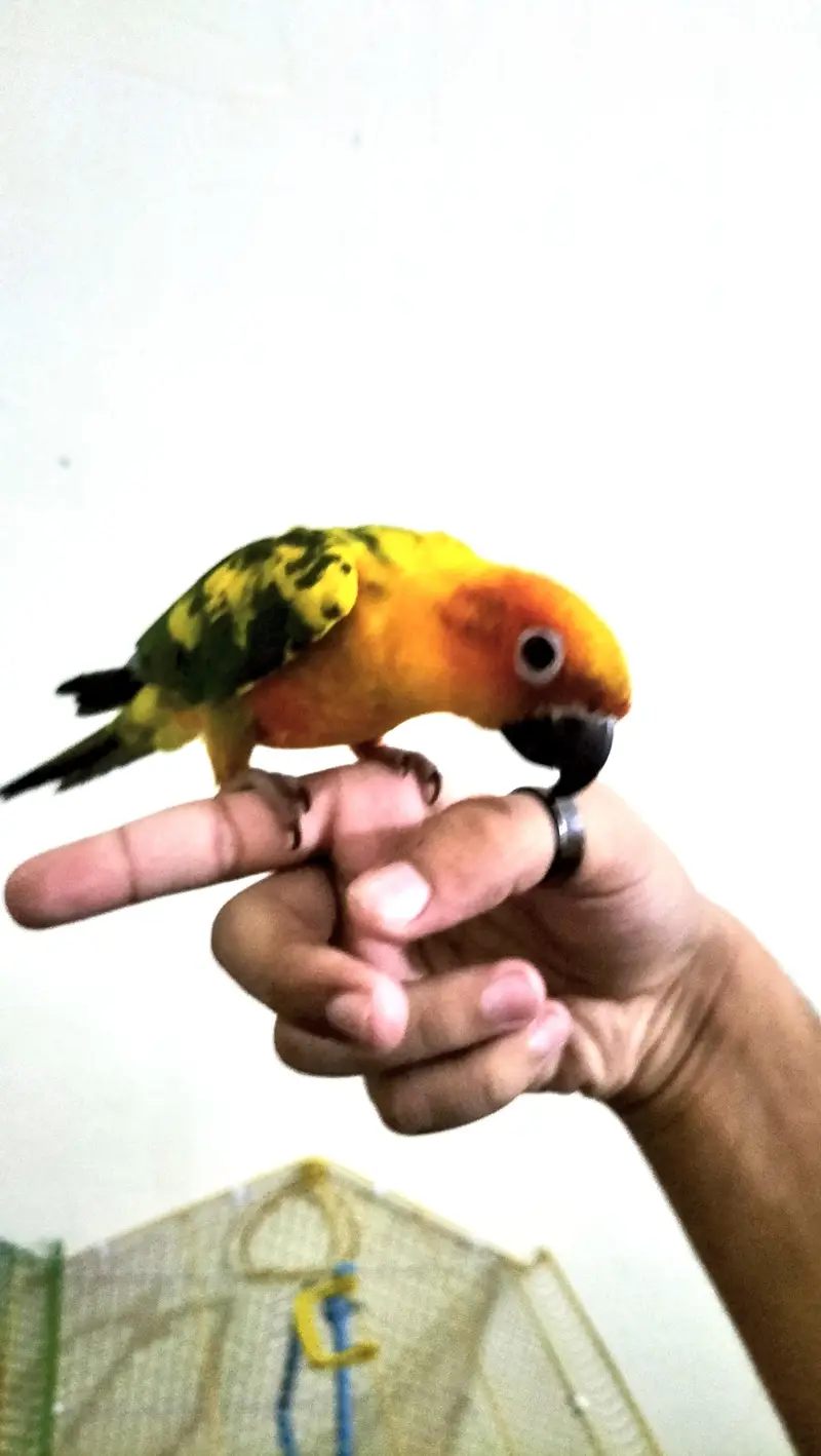 Cocktail/Sunconure/sale/exchange with mobile — photo 2