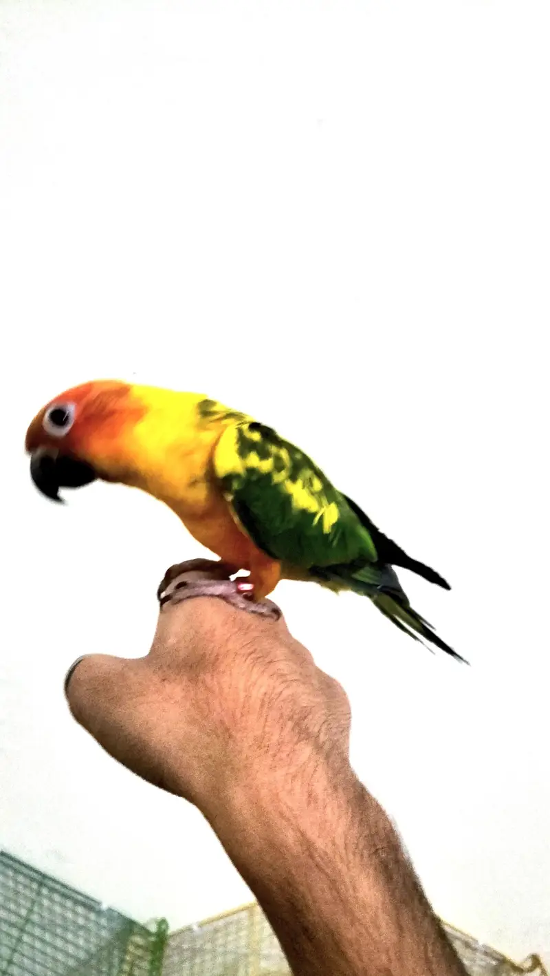 Cocktail/Sunconure/sale/exchange with mobile — photo 3