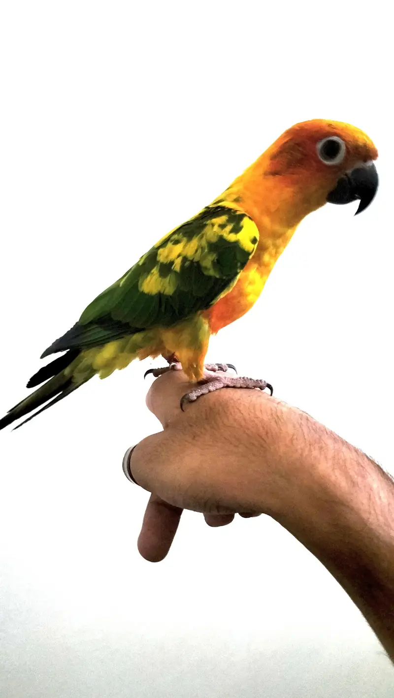 Cocktail/Sunconure/sale/exchange with mobile — photo 4