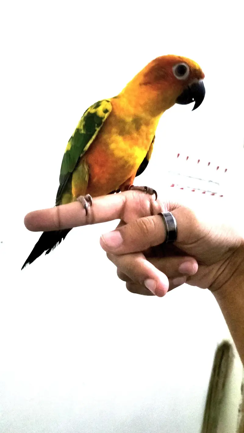 Cocktail/Sunconure/sale/exchange with mobile — photo 5