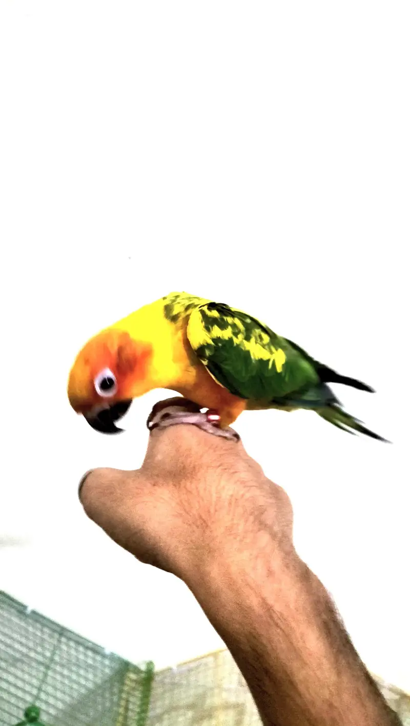 Cocktail/Sunconure/sale/exchange with mobile — photo 6