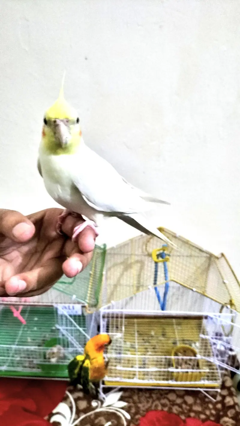 Cocktail/Sunconure/sale/exchange with mobile — photo 8