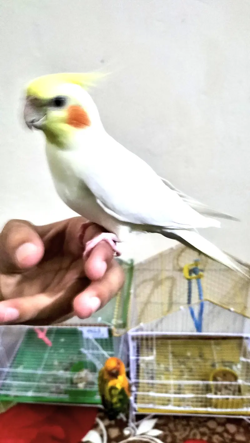 Cocktail/Sunconure/sale/exchange with mobile — photo 9