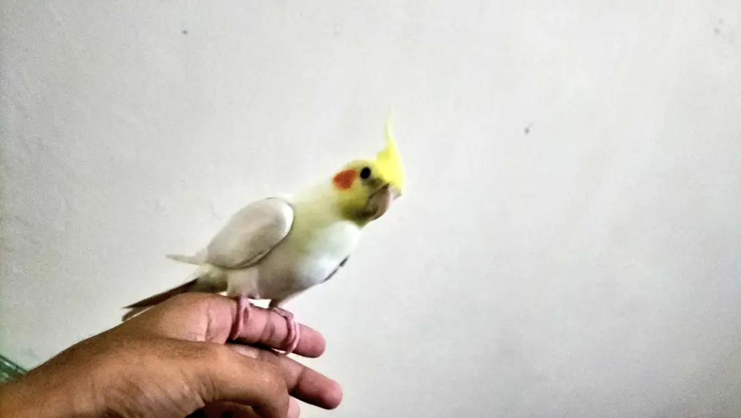 Cocktail/Sunconure/sale/exchange with mobile — photo 10