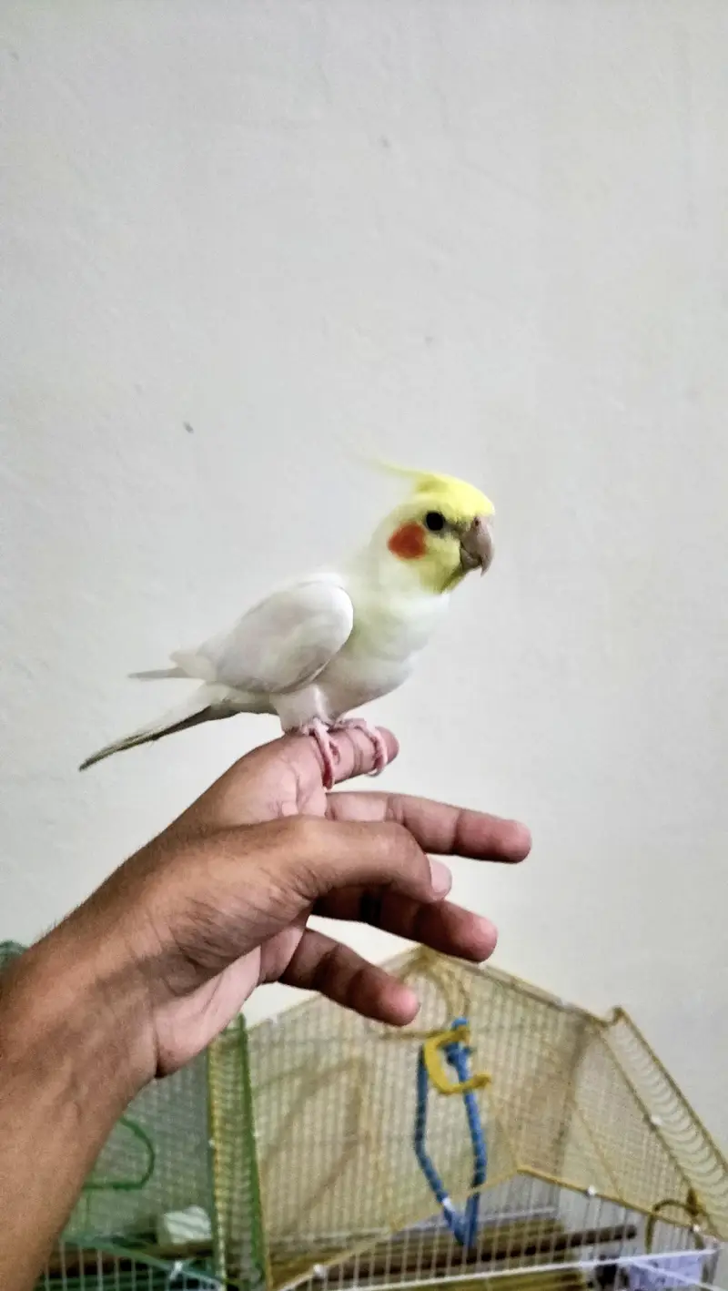 Cocktail/Sunconure/sale/exchange with mobile — photo 11