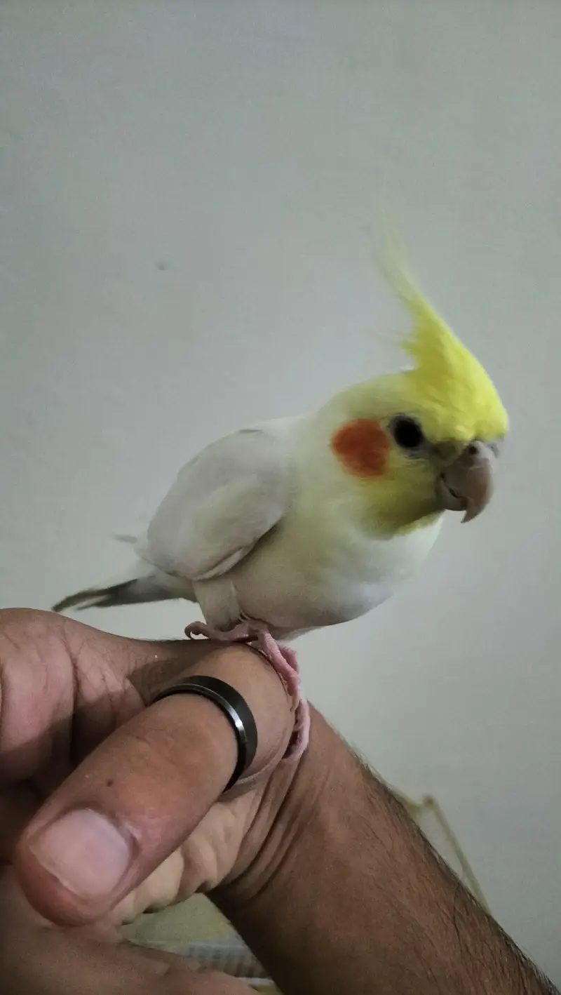 Cocktail/Sunconure/sale/exchange with mobile — photo 12