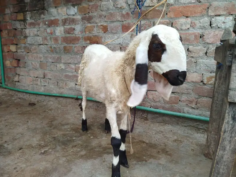 sheep  for sale urgent — photo 2